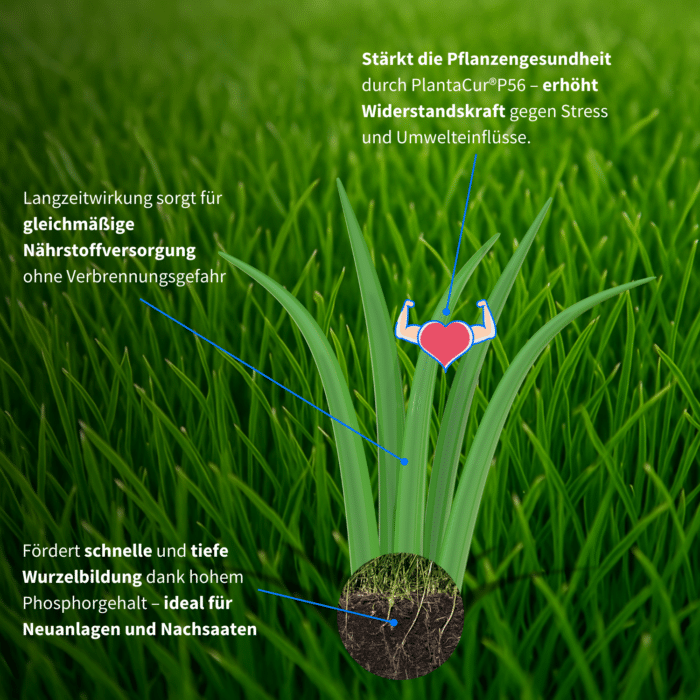 Grüne Rasengräser mit Darstellung der Wirkung von Langzeitdünger: gleichmäßige Nährstoffversorgung, starke Wurzelbildung und erhöhte Widerstandskraft dank PlantaCur®